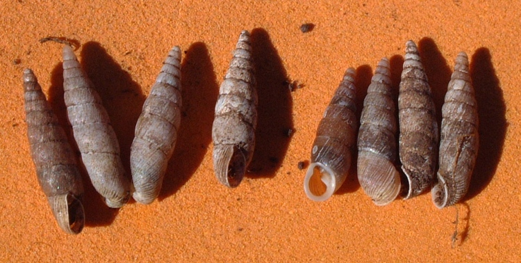 Dilataria boettgeriana